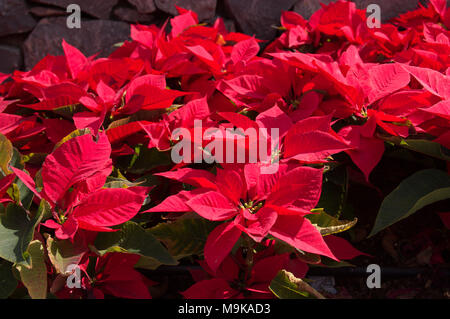 Le piante di poinsettia Foto Stock