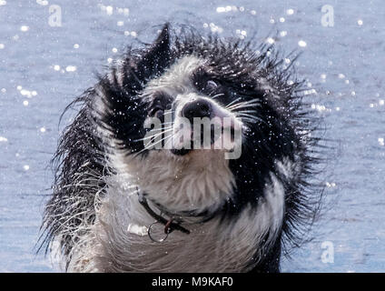 Wet cani in spiaggia Foto Stock