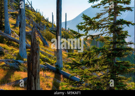 Resti da Mt. Sant Helens blast, alcuni in piedi, alcuni caduti miscelati con una nuova crescita in Gifford Pinchot National Forest nello Stato di Washington, Foto Stock