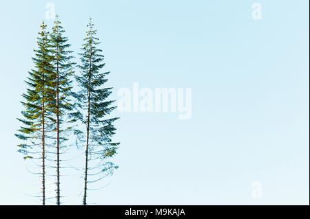 Un raggruppamento di alberi contro il cielo blu con copia spazio disponibile in questo minimalista immagine naturale. Foto Stock