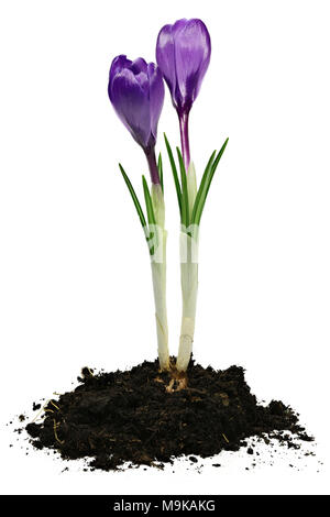 Crocus vernus isolati su sfondo bianco Foto Stock