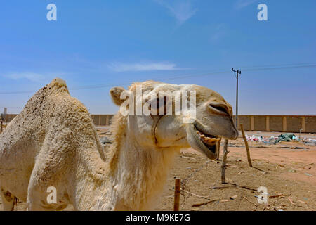 Close-up di cammelli in vendita vicino a Riyadh in Arabia Saudita. Foto Stock