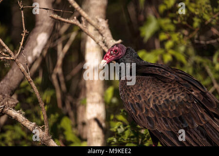 La Turchia vulture Cathartes aura posatoi sulla deadwood in una palude nell'equipaggio Bird Rookery in Naples, Florida Foto Stock