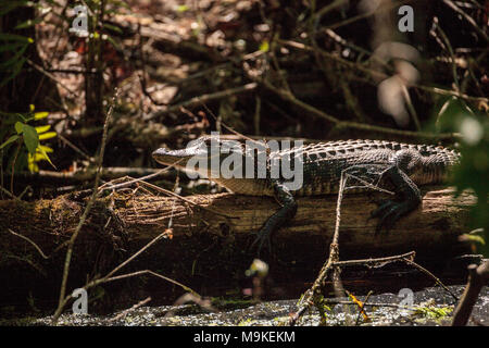 Young American Alligator mississippiensis crogiolarsi sul lato di un laghetto su un campo da golf in Florida Foto Stock