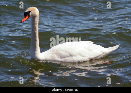 Swan galleggiante su Apri in acqua nel porto di Hamilton sul lago Ontario Foto Stock
