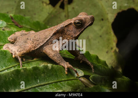 Un Sud Americana il rospo comune (Rhinella margaritifera), questi rospi rappresentano un complesso di specie di inesplorata specie che hanno ancora bisogno di descrivere. Foto Stock