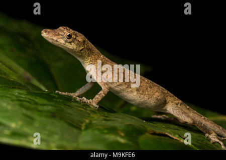 Un esile anole (Anolis fuscoauratus) dalla giungla peruviana, questi anoles si trovano nella giungla del Sud America settentrionale. Foto Stock