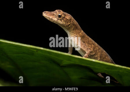 Un esile anole (Anolis fuscoauratus) dalla giungla peruviana, questi anoles si trovano nella giungla del Sud America settentrionale. Foto Stock