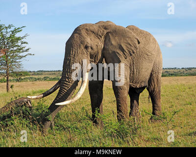 Grandi bull bush africano Elefante africano (Loxodonta africana) sulle pianure del Masai Mara, Kenya, Africa Foto Stock