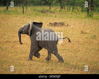 Giovane africano bush vitello di elefante africano (Loxodonta africana) giocando e scorazzare sulle pianure del Masai Mara, Kenya, Africa Foto Stock