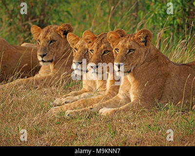 Quattro leonesse (Panthera leo) in una linea guardano come uno verso la preda in una masterclass di attenzione e concentrazione Masai Mara, Kenya, Africa Foto Stock