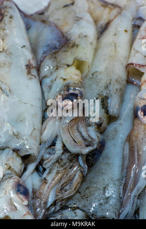 Calamari freschi o i calamari sul visualizzatore in corrispondenza di un pescivendoli o fresco pesce bagnato stallo a Borough Market nel centro di Londra. La pesca del giorno dieta mediterranea. Foto Stock