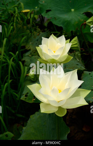 Il fiore nazionale dell'India, crescendo prolifically qui il paesaggio in zone umide area della Cambogia Foto Stock