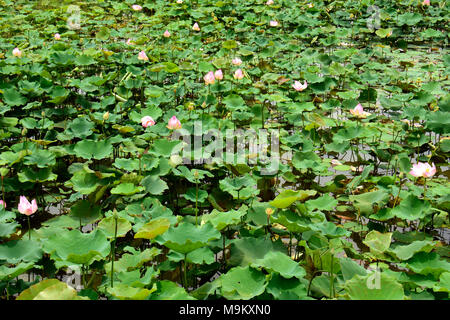 Il fiore nazionale dell'India, crescendo prolifically qui il paesaggio in zone umide area della Cambogia Foto Stock