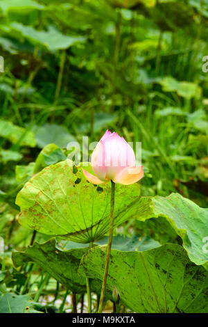 Il fiore nazionale dell'India, crescendo prolifically qui il paesaggio in zone umide area della Cambogia Foto Stock