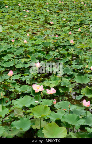 Il fiore nazionale dell'India, crescendo prolifically qui il paesaggio in zone umide area della Cambogia Foto Stock