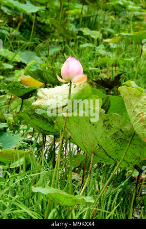 Il fiore nazionale dell'India, crescendo prolifically qui il paesaggio in zone umide area della Cambogia Foto Stock