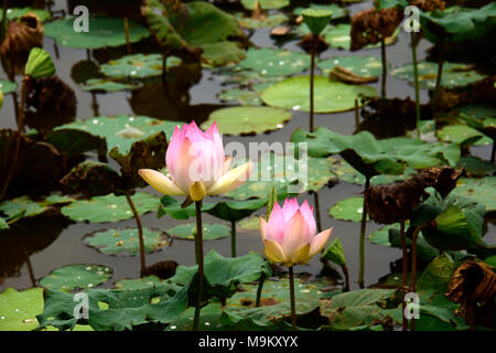 Il fiore nazionale dell'India, crescendo prolifically qui il paesaggio in zone umide area della Cambogia Foto Stock