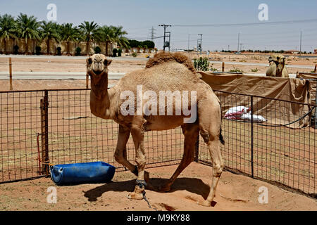 Bull camel tethered nella propria penna separato dalla mandria. Foto Stock