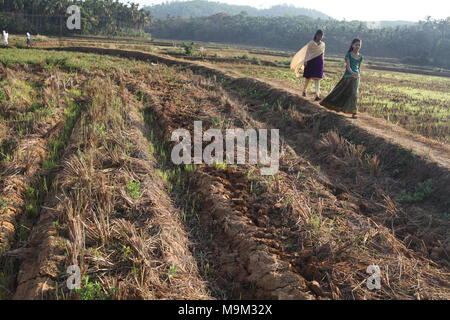 Due ragazze a piedi la risaia a thrissur,kerala Foto Stock