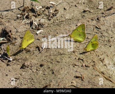 Offuscato farfalle di zolfo Foto Stock