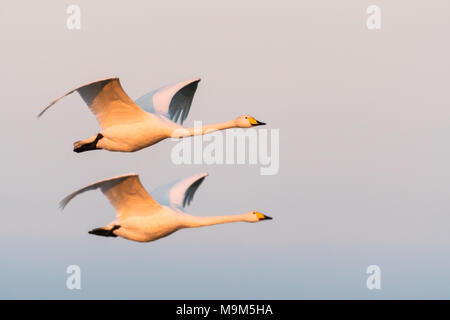 Bello volare paio di Whooper cigni al mattino presto sunshine Foto Stock