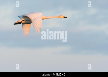 Flying bella whooper gironzolano in inizio di mattina di sole Foto Stock