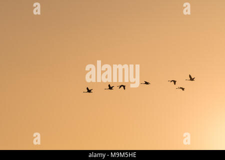 Flying Whooper cigni sagome da un colore arancio sky Foto Stock