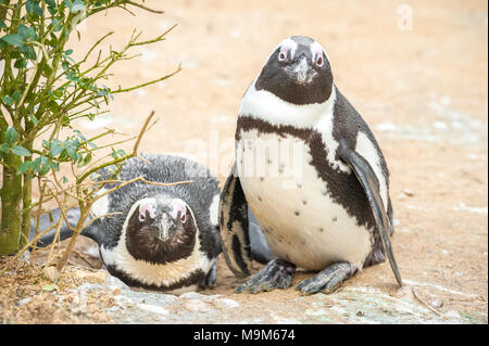 Due giovani grumpy guardando i Penguins africani in un ambiente di spiaggia Foto Stock