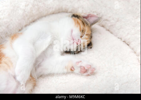 Single carino stanco poco gattino dorme in un cestello di pelliccia Foto Stock