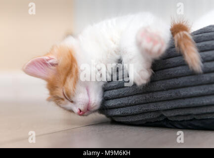 Single carino stanco poco gattino dorme in un cestello di pelliccia Foto Stock