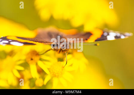 Red admiral butterfly (Vanessa Atalanta) Foto Stock