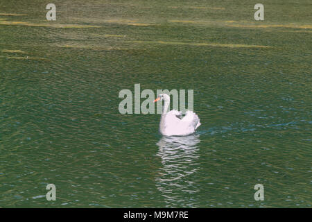 Il White Swan nel lago Mosigo vicino a Dolomiti italiane scenario delle Alpi Foto Stock