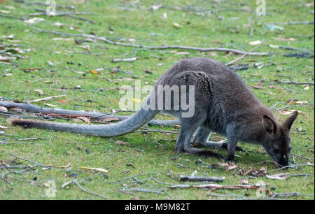 Un Bennett's wallaby navigando a Adventure Bay, Bruny Island, Tasmania, Australia Foto Stock