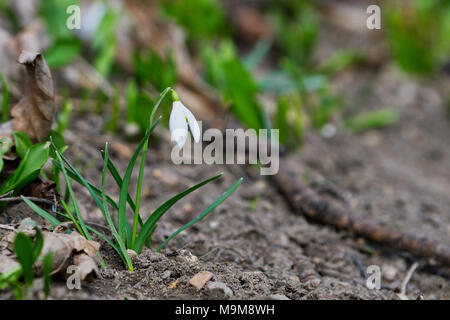 Closeup colpo di fresco bucaneve comune (Galanthus nivalis) che fiorisce in primavera. Fiori di campo. Foto Stock
