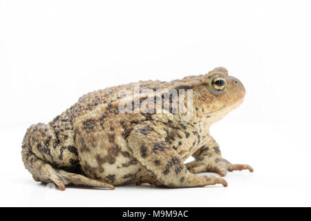 Una politica europea comune in materia di toad, Bufo bufo, trovato in un giardino e fotografati su uno sfondo bianco, North Dorset England Regno Unito GB Foto Stock