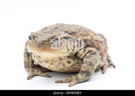 Una politica europea comune in materia di toad, Bufo bufo, trovato in un giardino e fotografati su uno sfondo bianco, North Dorset England Regno Unito GB Foto Stock