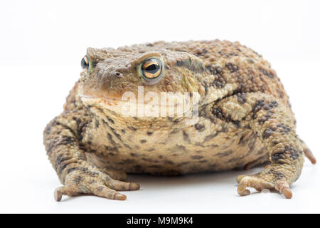 Una politica europea comune in materia di toad, Bufo bufo, trovato in un giardino e fotografati su uno sfondo bianco, North Dorset England Regno Unito GB Foto Stock