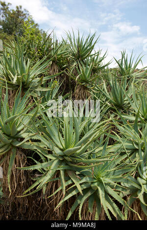 Aloe Arborescens KRANTZ ALOE Aloaceae piante lungo le rive del fiume dei coccodrilli nella provincia di Gauteng, Transvaal, Johannesburg, Sud Africa Foto Stock