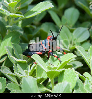 Schiuma Koppie Grasshopper, Rooibaadjie, Dictyophorus spumans, schiumatura Grasshopper nella provincia di Gauteng, Transvaal, Sud Africa Foto Stock