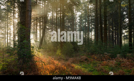 La mattina presto luce del sole che filtra il modo attraverso gli alberi in Bolderwood Arboretum parte della nuova foresta in Hampshire. Foto Stock