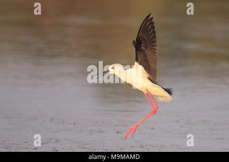 Black-winged Stilt (Himantopus himantopus) Foto Stock