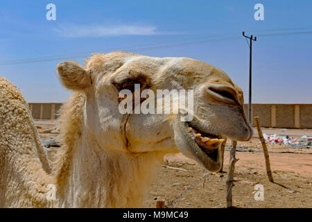 Close-up di cammelli in vendita vicino a Riyadh in Arabia Saudita. Foto Stock