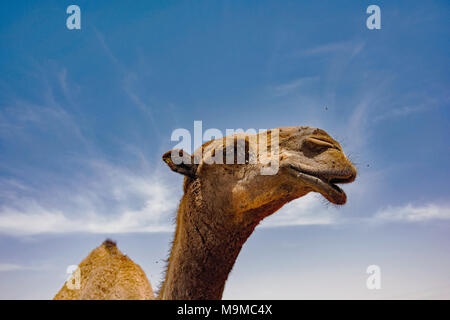 Close-up di cammelli in vendita vicino a Riyadh in Arabia Saudita. Foto Stock