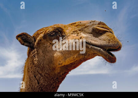 Close-up di cammelli in vendita vicino a Riyadh in Arabia Saudita. Foto Stock