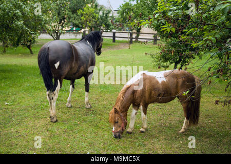 Cavallo nero e un castagno pony alimentazione su un prato verde nel frutteto. Foto Stock