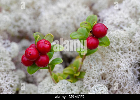 Lingonberry / cowberry / lowbush cranberry / partridgeberry (Vaccinium vitis-idaea) mostra mature di bacche rosse tra i licheni delle renne Foto Stock