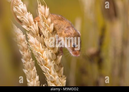 Micromys minutus o Harvest Mouse nel campo di grano Foto Stock