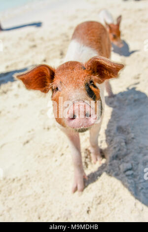 Carino il maiale in Bahamas Foto Stock