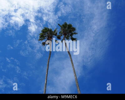 Palm Tree matura in Fort Myers, Florida, © Katharine Andriotis Foto Stock
